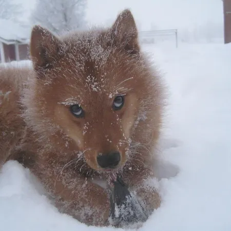 Kelotin Rantamajat Leppäjärvi