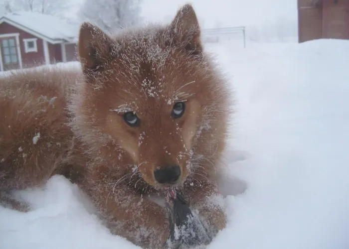 Kelotin Rantamajat Leppäjärvi